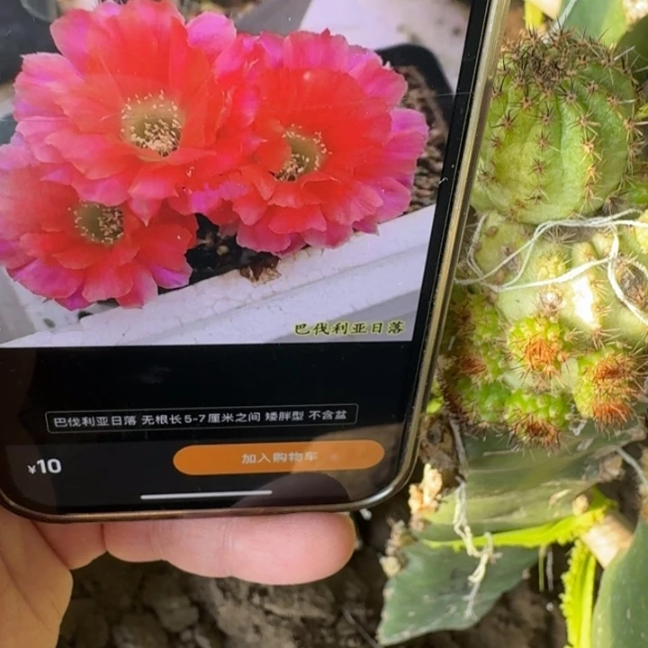 226白檀巴伐亚日落无根侧牙很小3个