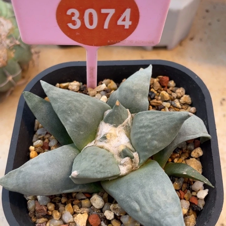 实生怒涛牡丹3074