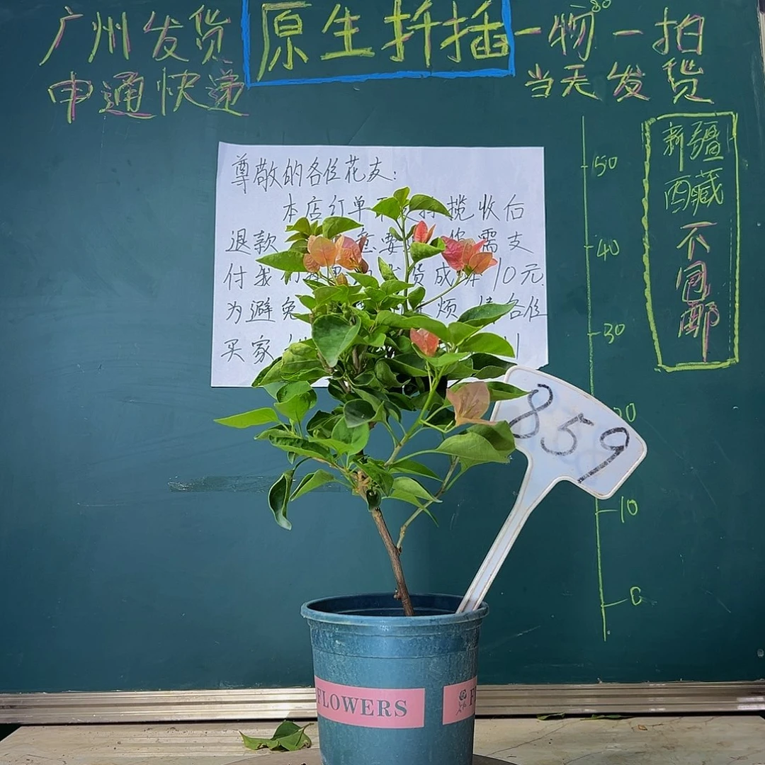 当前无花栽培后可以开花  甜西瓜  859