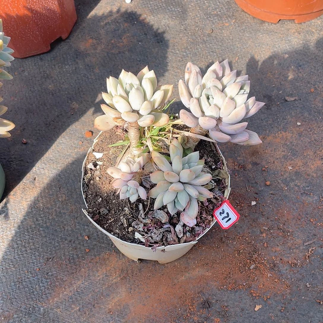 271胖美人 一物一拍多肉