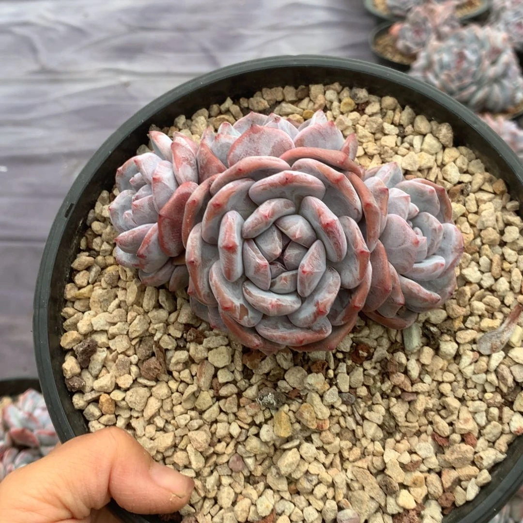 无花朵哈哈哈哈哈哈哈哈哈3