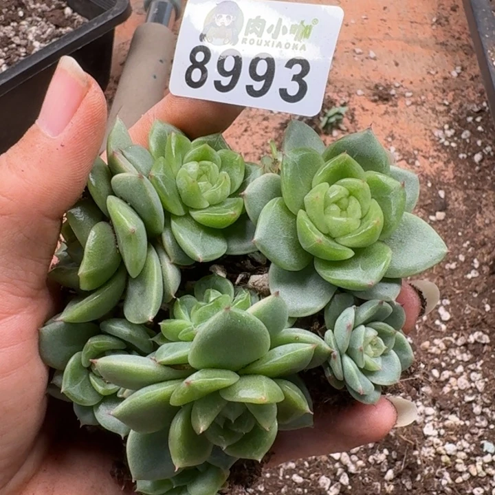 多肉植物多肉植物