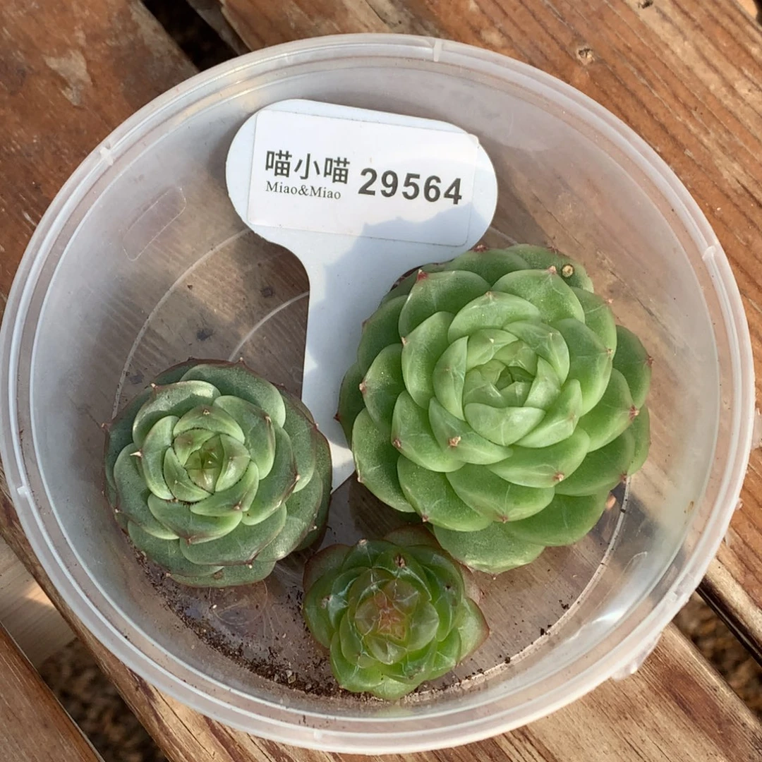 长***坊多肉植物杂交珍妮