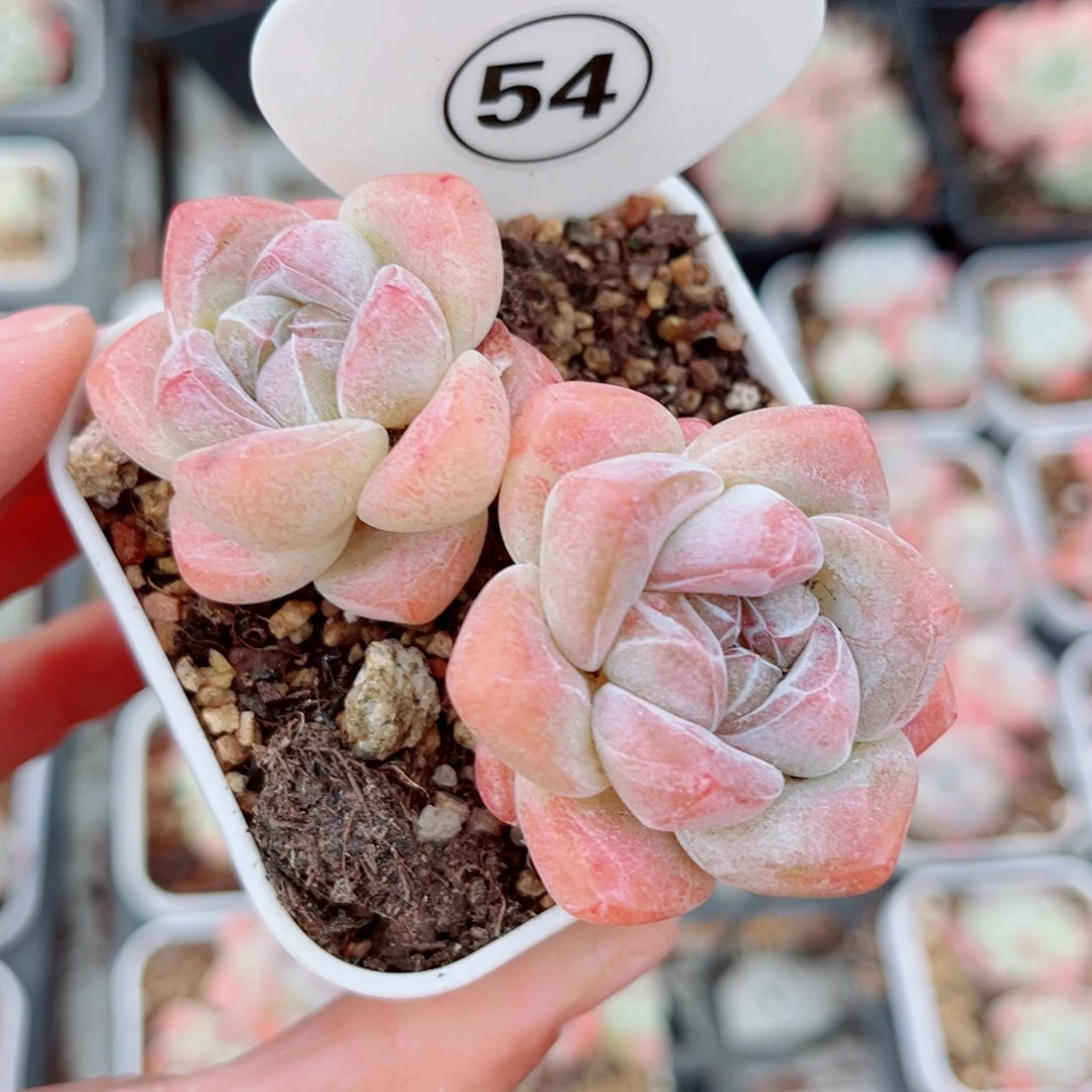 54号老桩冰玉双头