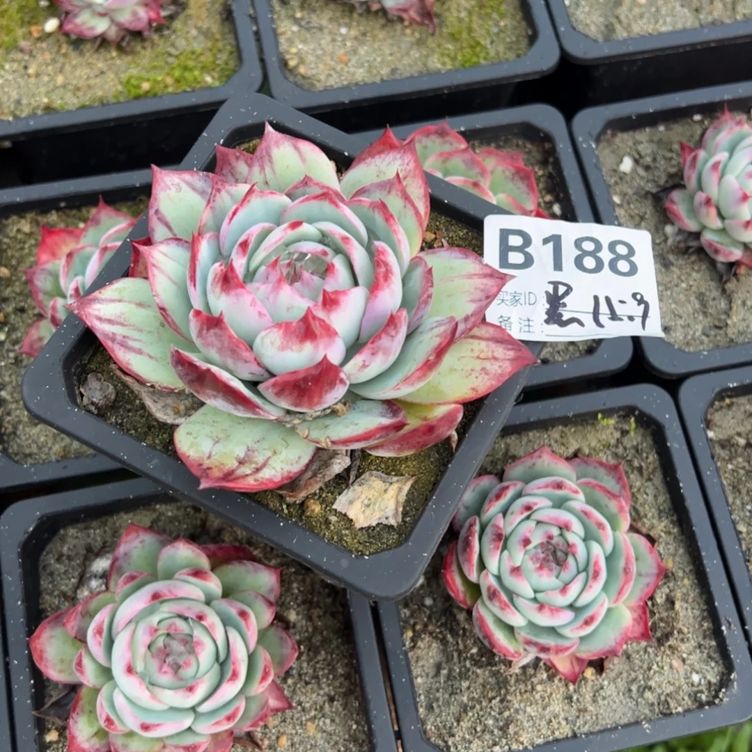 黑***星b188多肉多肉多肉多肉