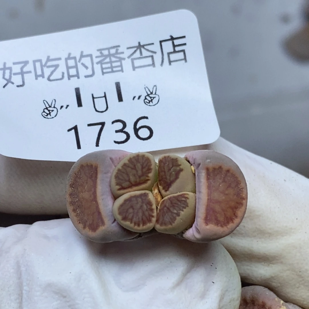 1736。零下拍保温.18包邮.当天凑哦