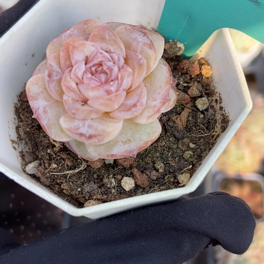 7222冰魄多肉植物保护