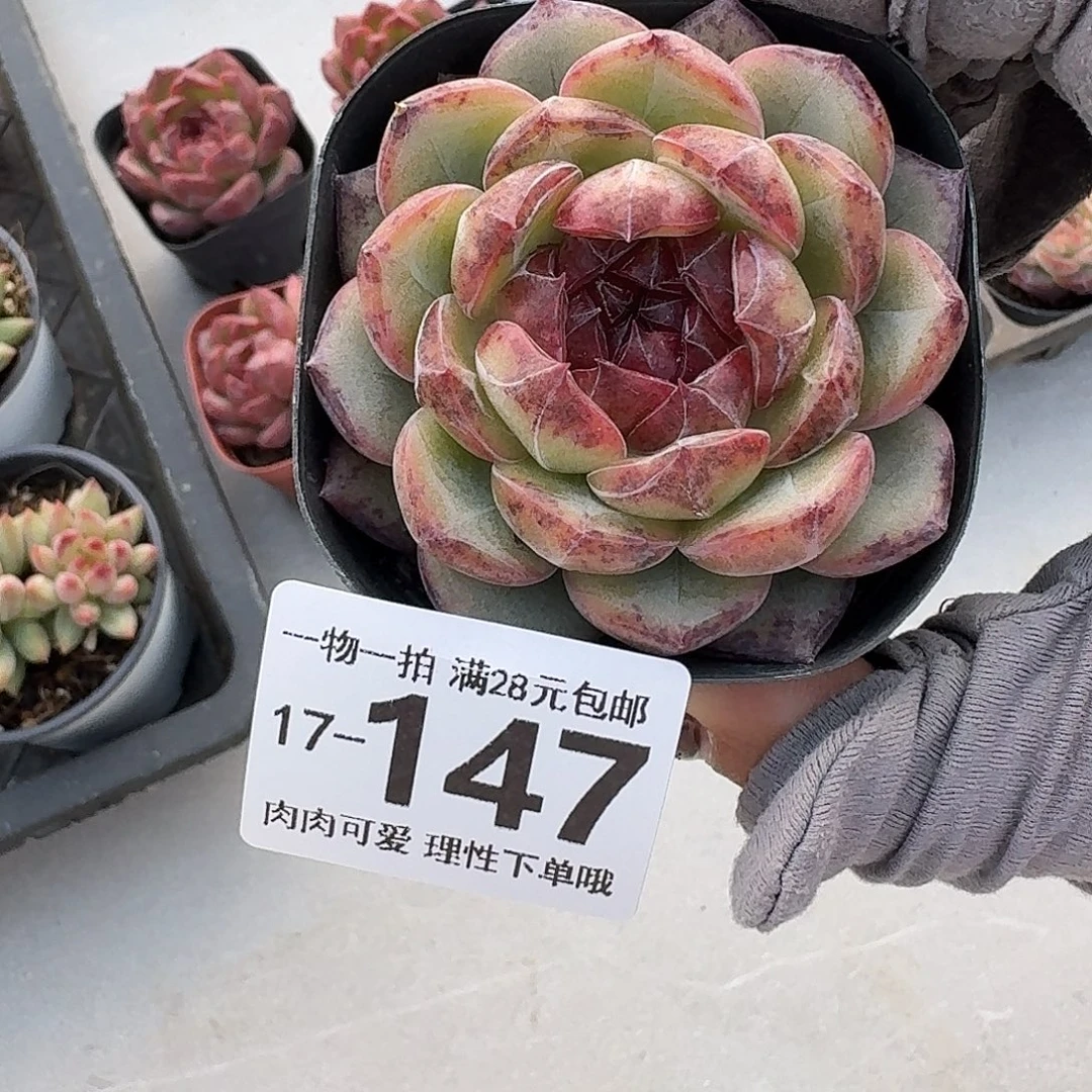 黑玫瑰无盆土发货无