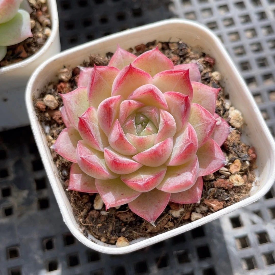 优选女王福利1174