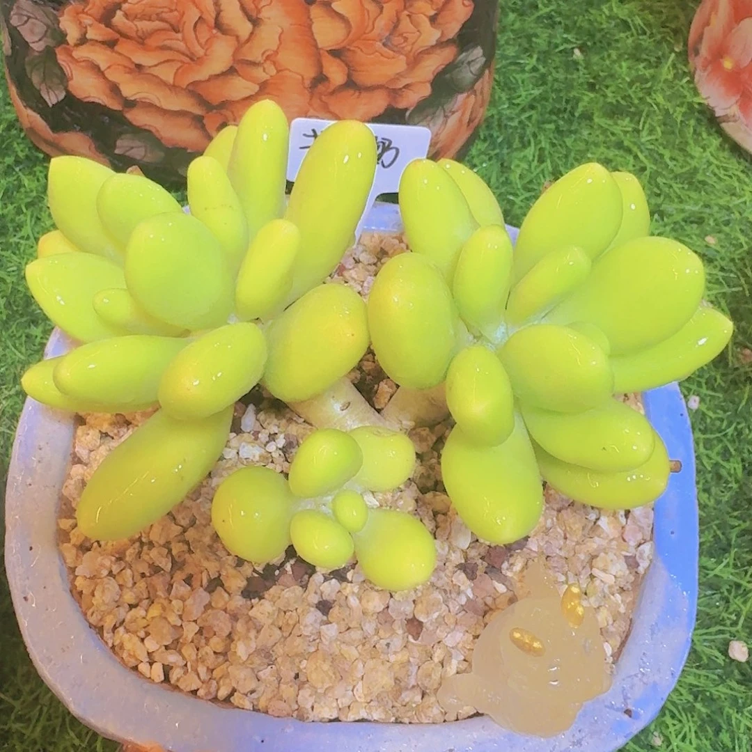 无花朵芒果奶老桩一物一拍
