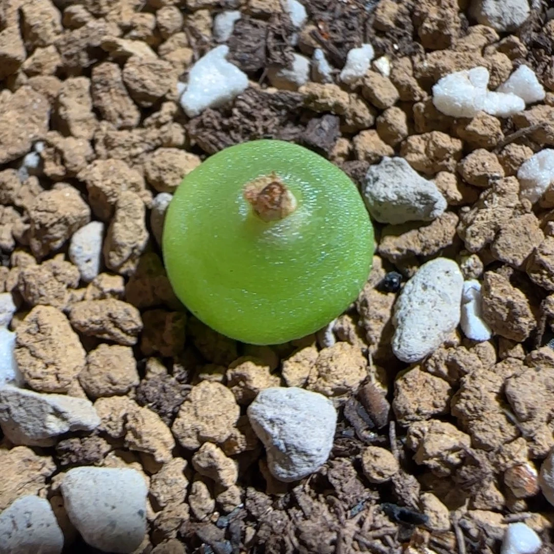 肉锥多肉植物组合-哈默1423