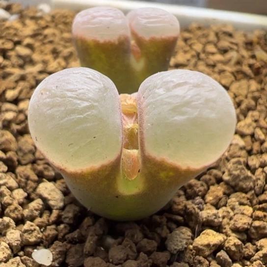 B23超白窗一颗675。