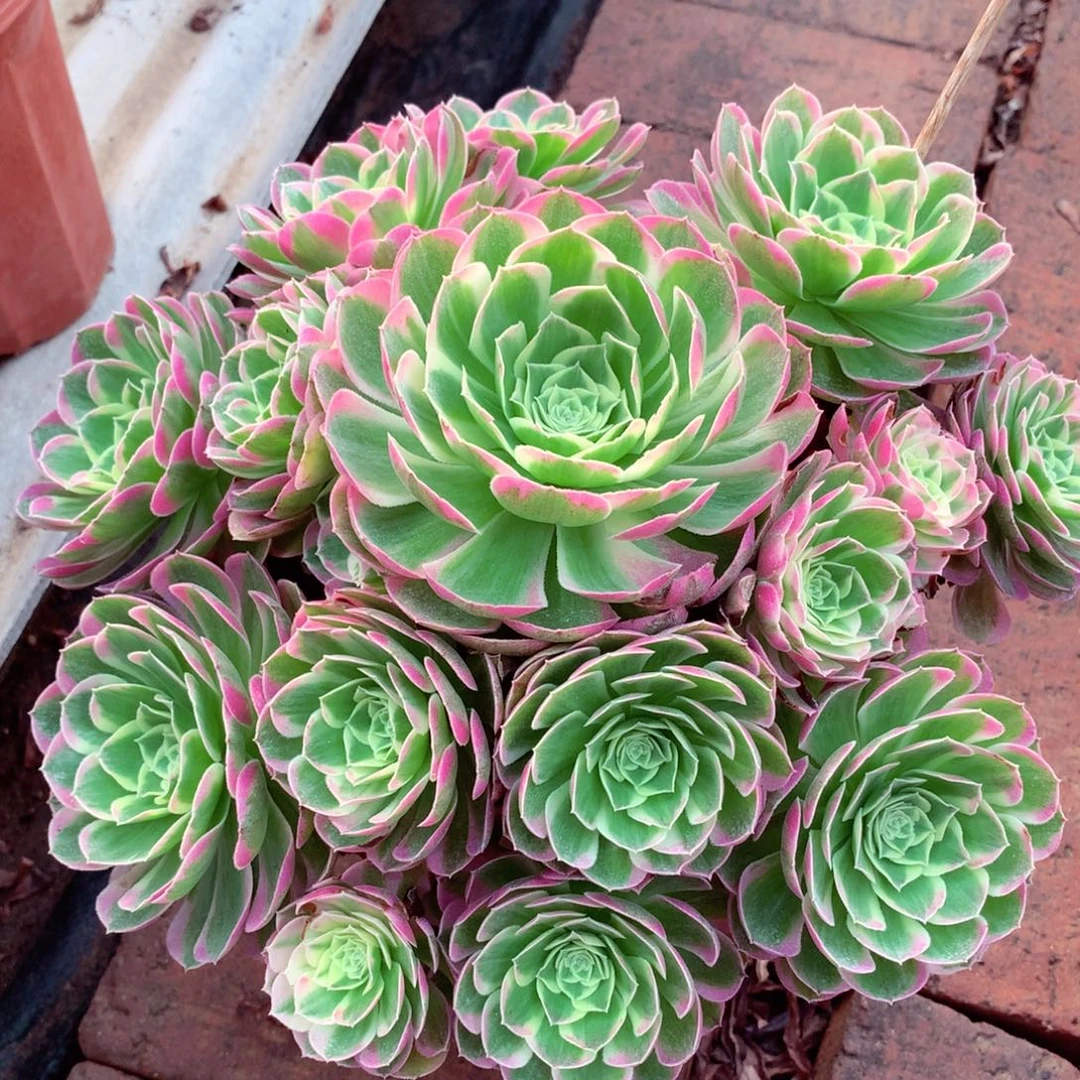 水中月，多肉植物的