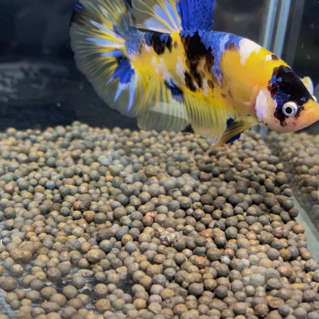斗鱼326巨斗111111