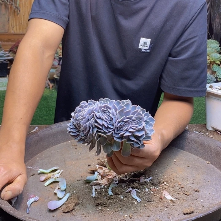 畅***宝肉咖多肉一物一拍700