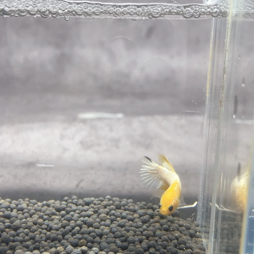 斗鱼不包邮首单不10运11