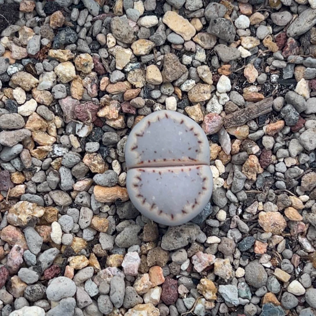 8812蓝底饼干一颗