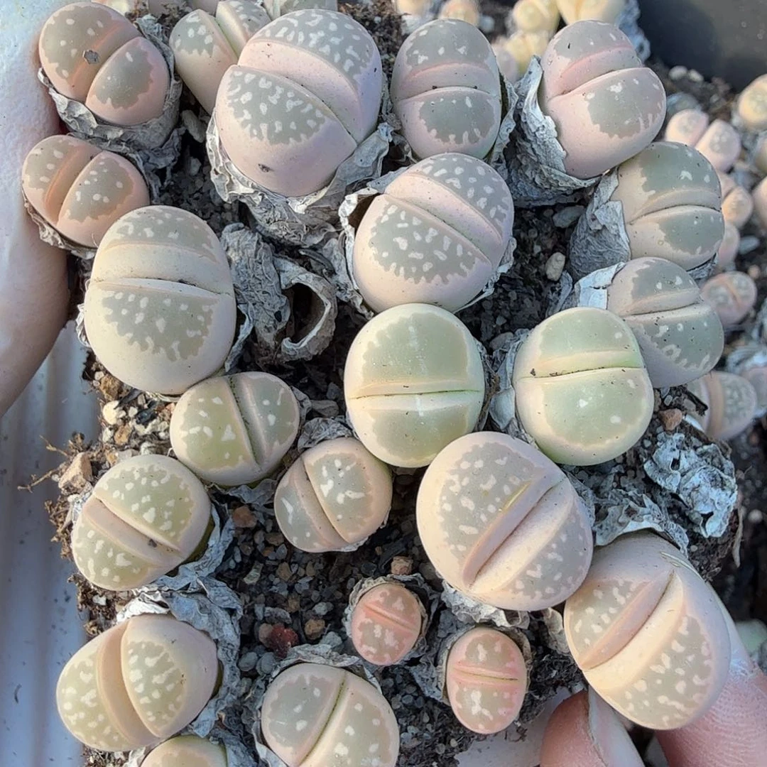 是一个不想被爱包围了吧161这个