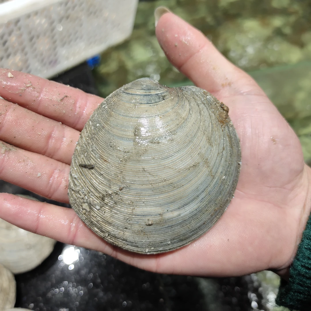 鲜活味美月亮贝/斤