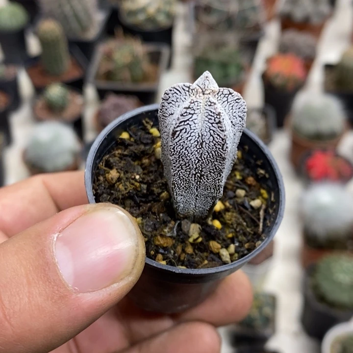实生恩塚特价福利2
