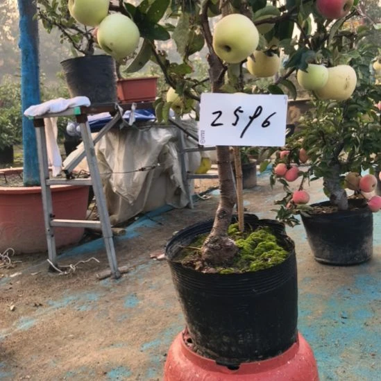 无花朵小高杆苹果盆栽