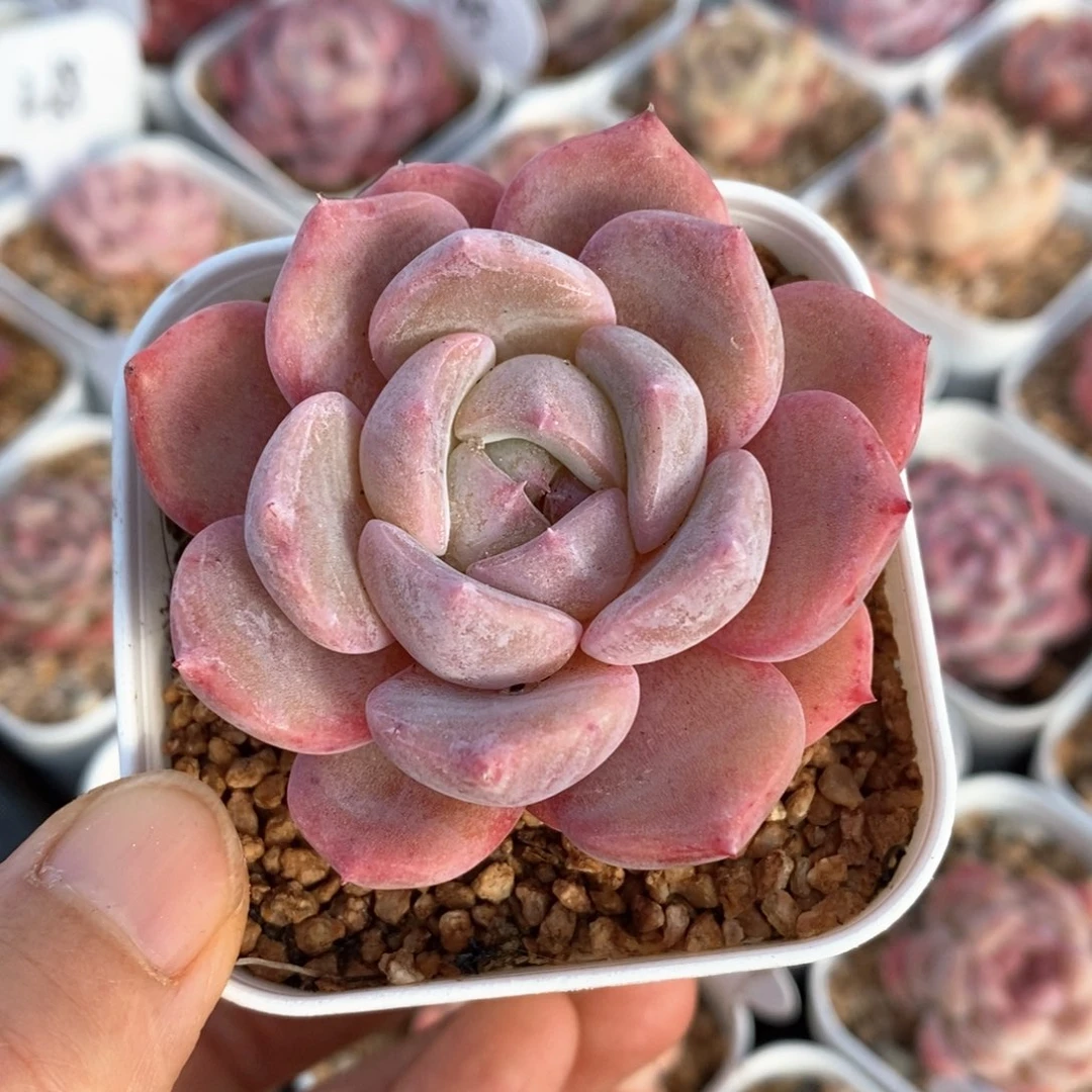 精品多肉一物一拍47