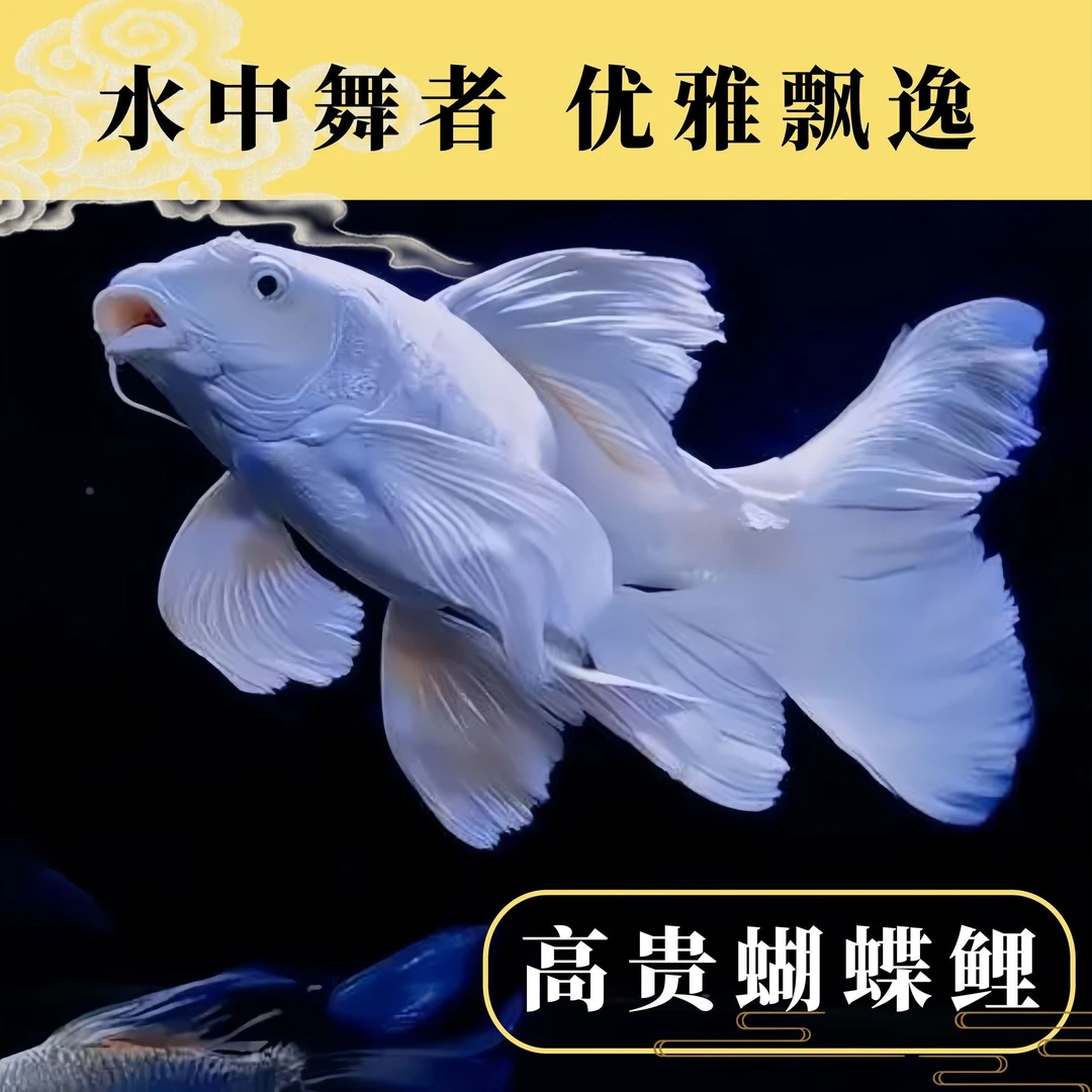精品白普身体蝴蝶鲤台系鲤石膏白精品观赏鱼饲养活体发货