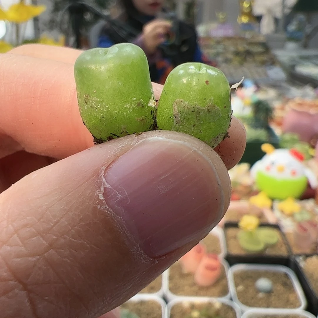 【闪购商品】177 雪茄