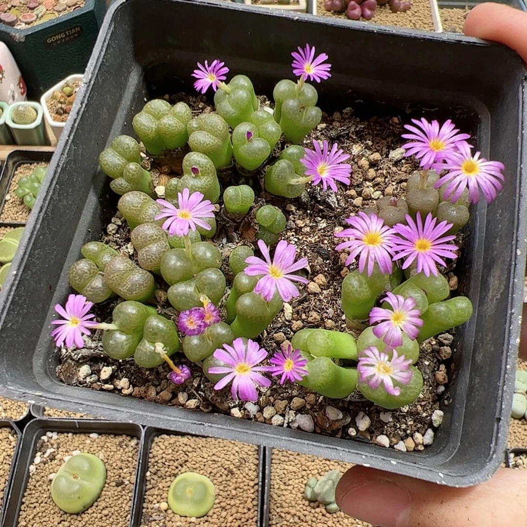 【闪购商品】72 秒