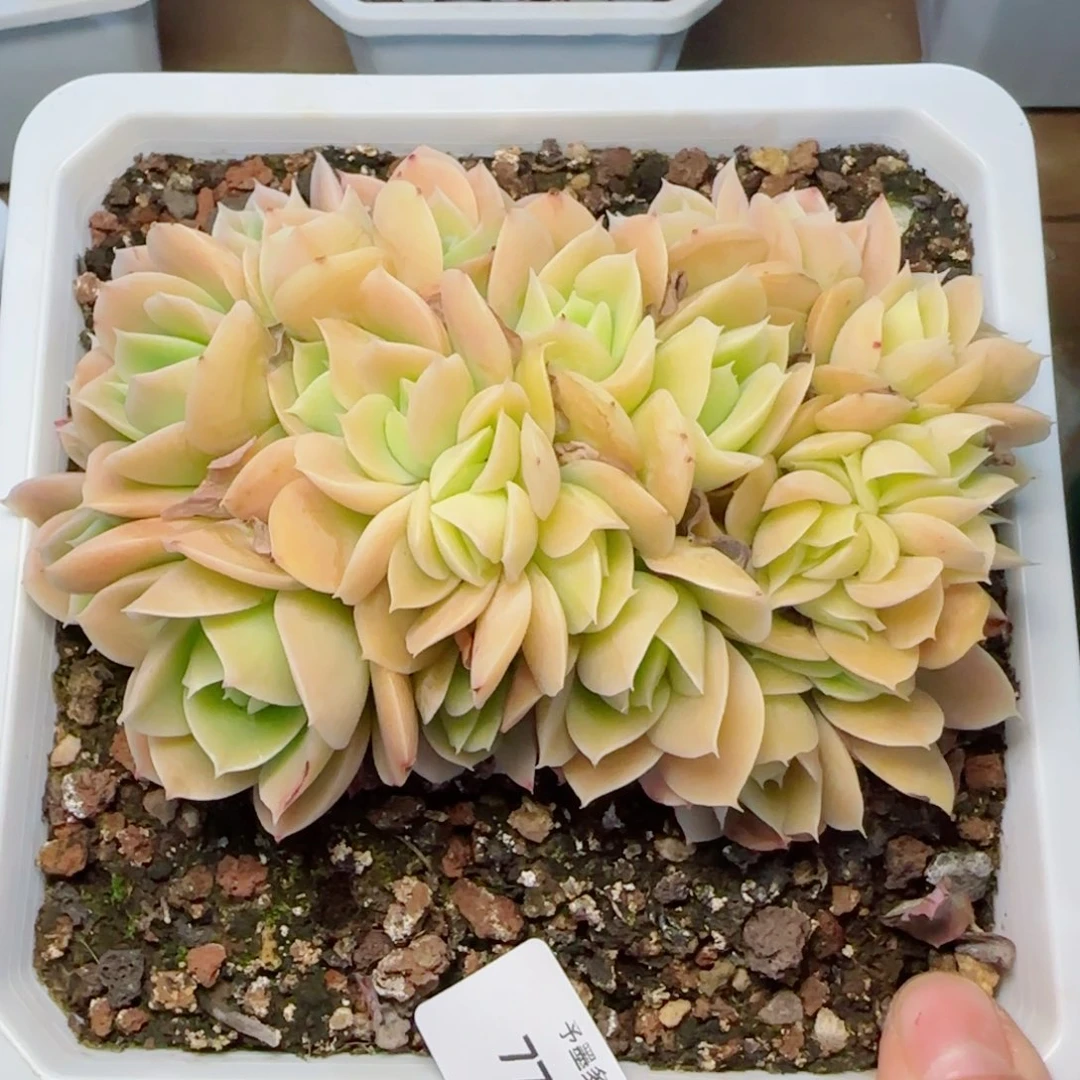星娜塔模特，7789多肉植物