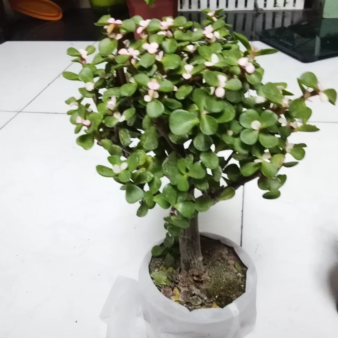 金枝玉叶多肉植物室内盆栽绿植好养吸甲醛防辐射客厅花卉