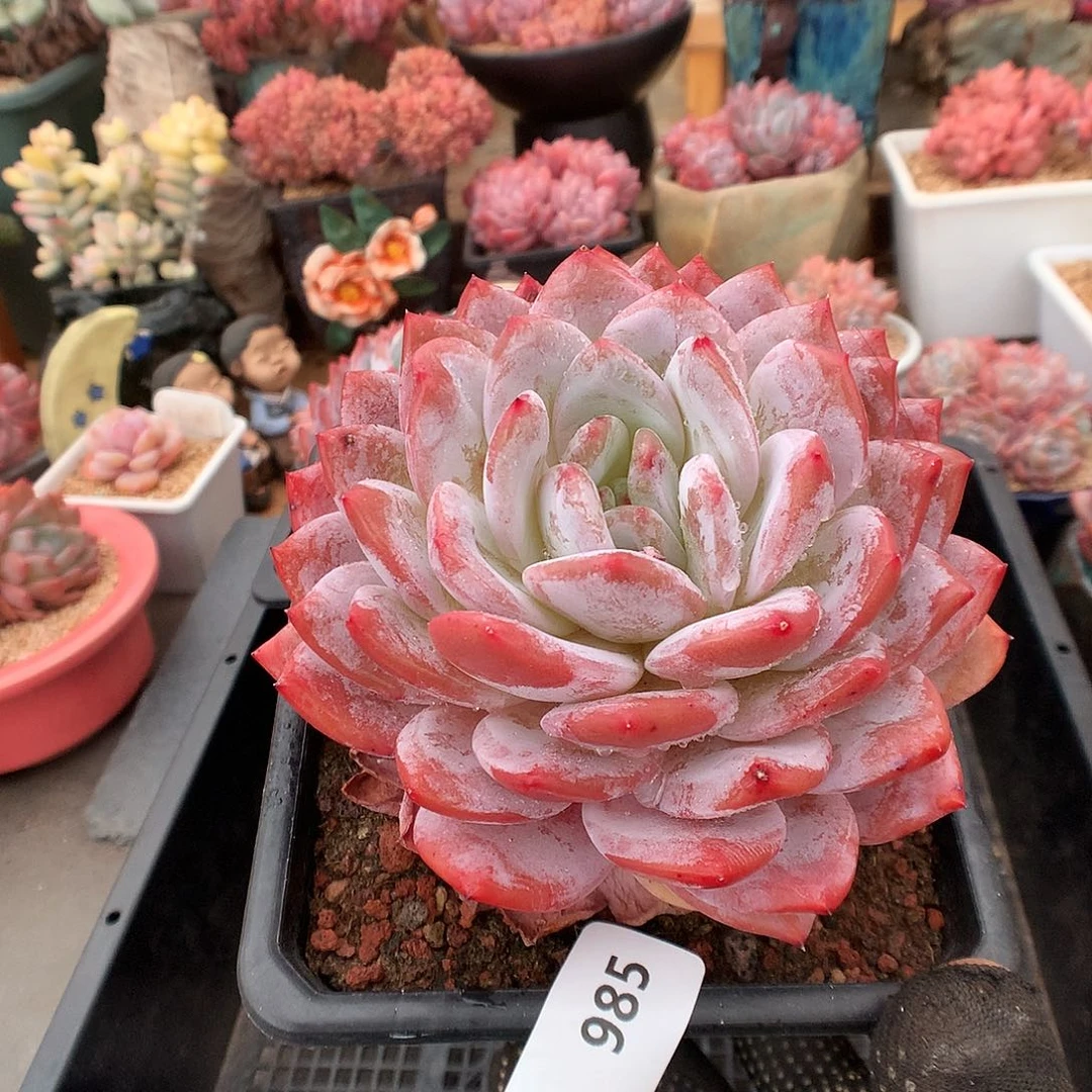 985梦露多肉植物6666