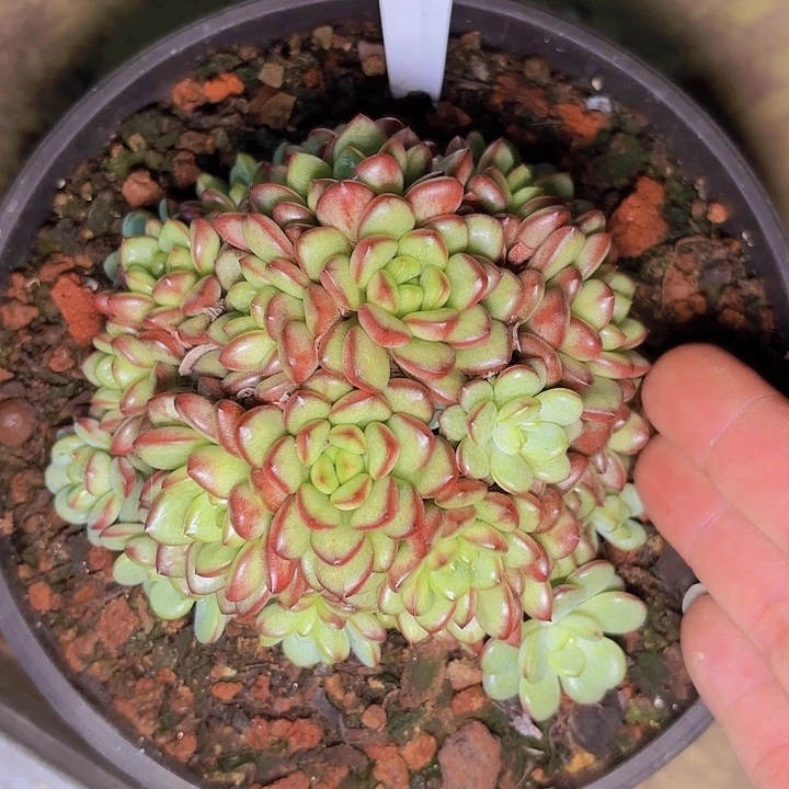 ❤*幻影葡萄一物一拍30005