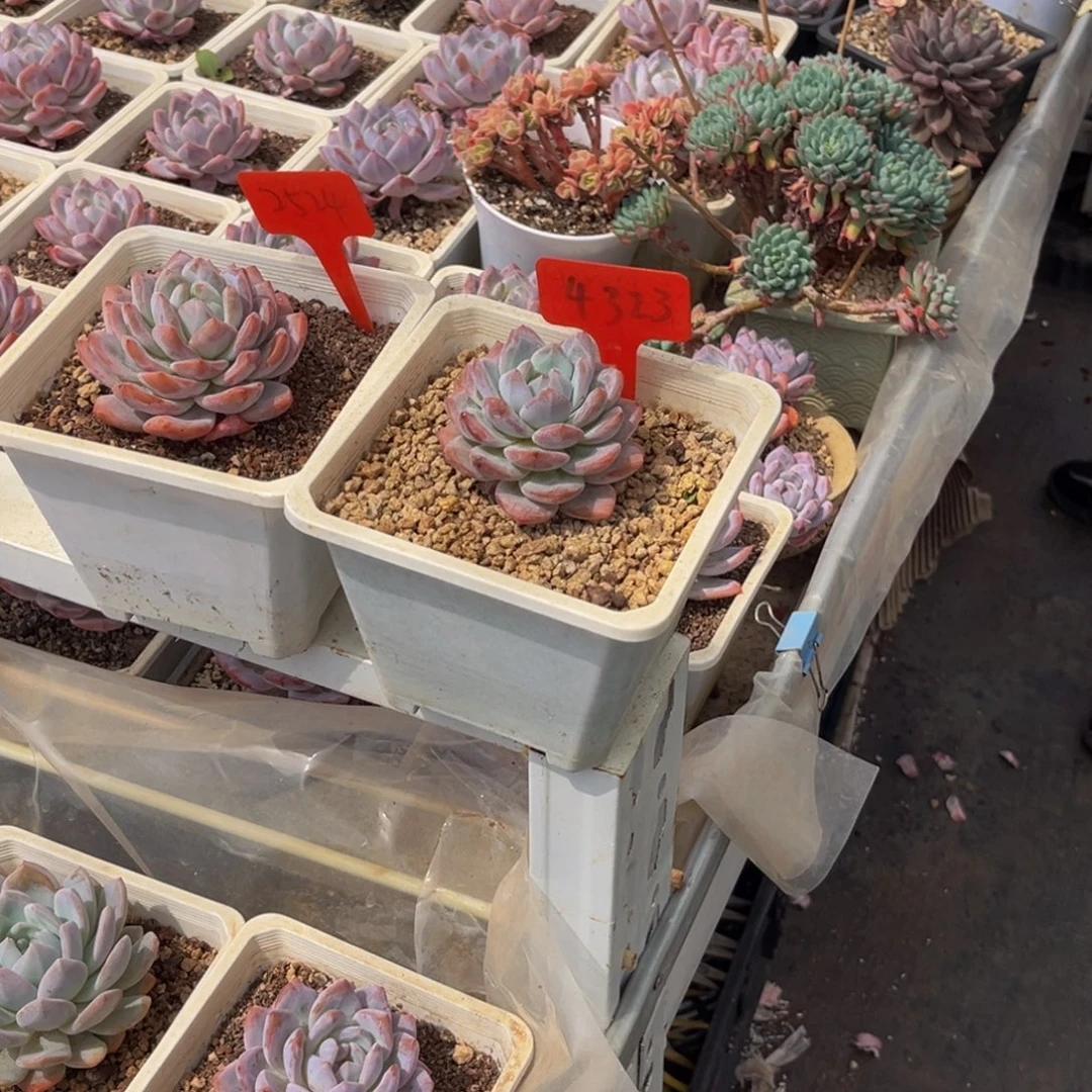****音2524.4323号下午多肉植物群生多肉