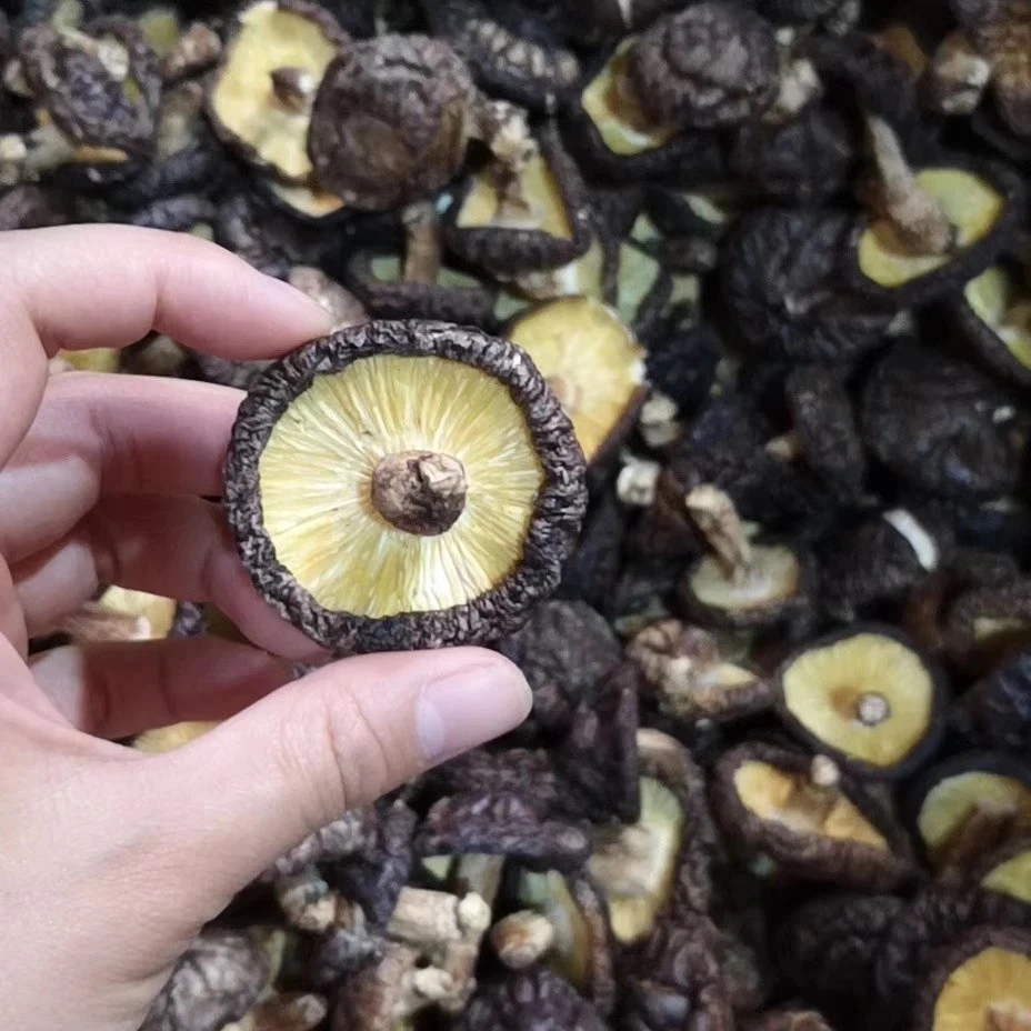 鄱阳县侯家岗乡特产——椴木香菇