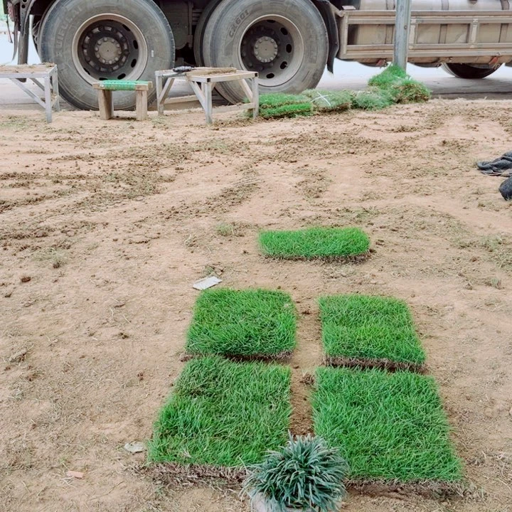 善*聪睿草坪直销公司