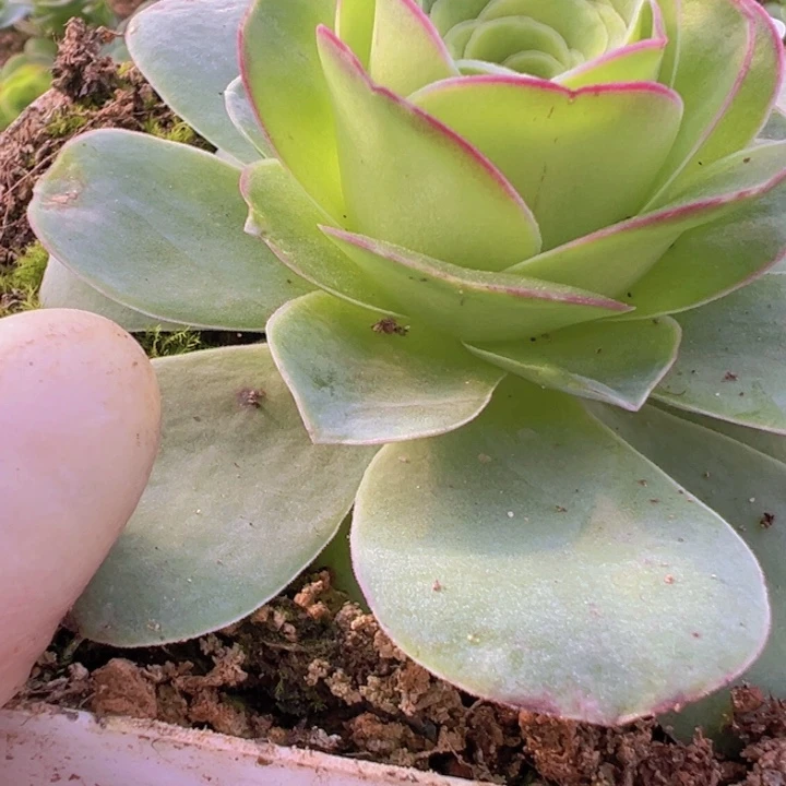 山地玫瑰多肉植物53