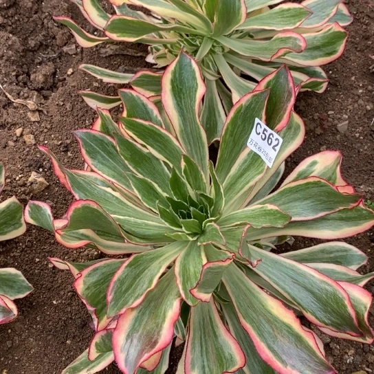 562魅影多肉植物