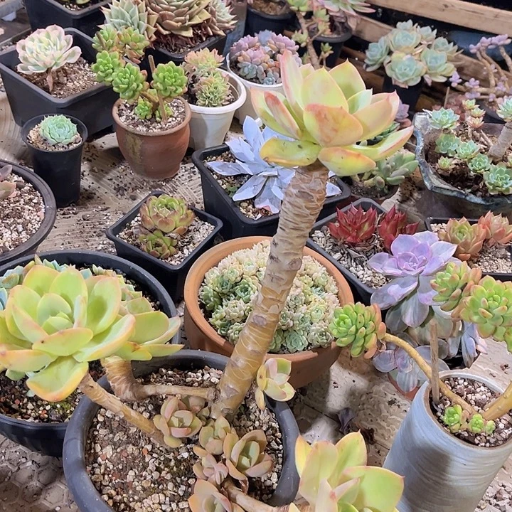 青鸾0761多肉植物