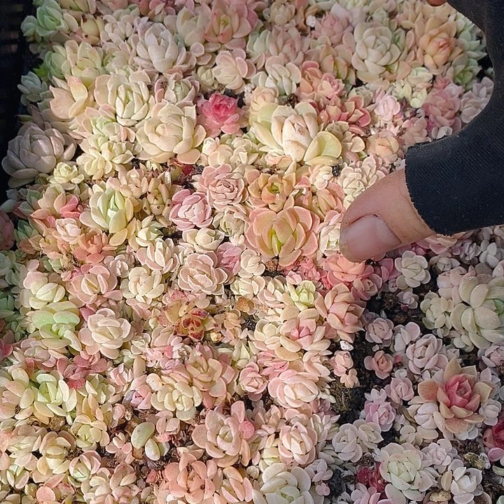 296 多肉植物盆栽花卉植物