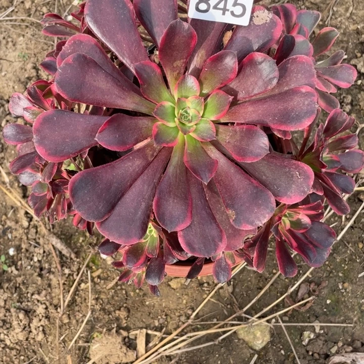 无花朵845多肉美杜莎