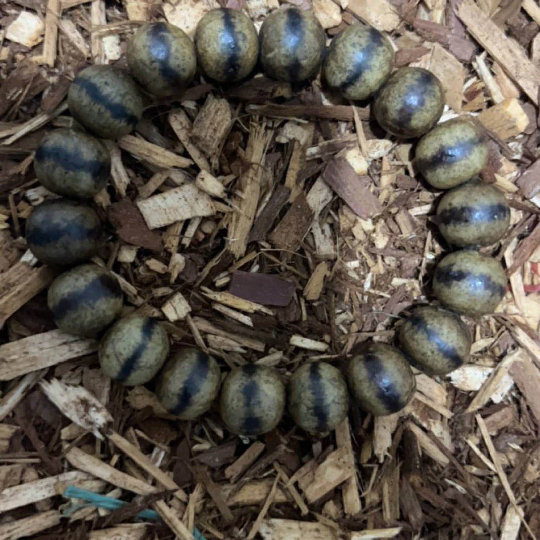 沉香46福来精选高端文玩12mm