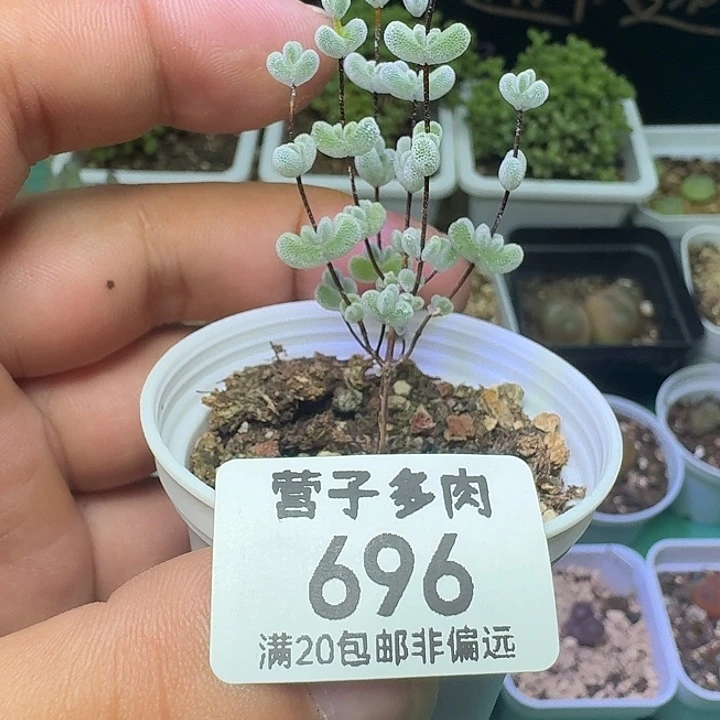 莱斯带盆土。