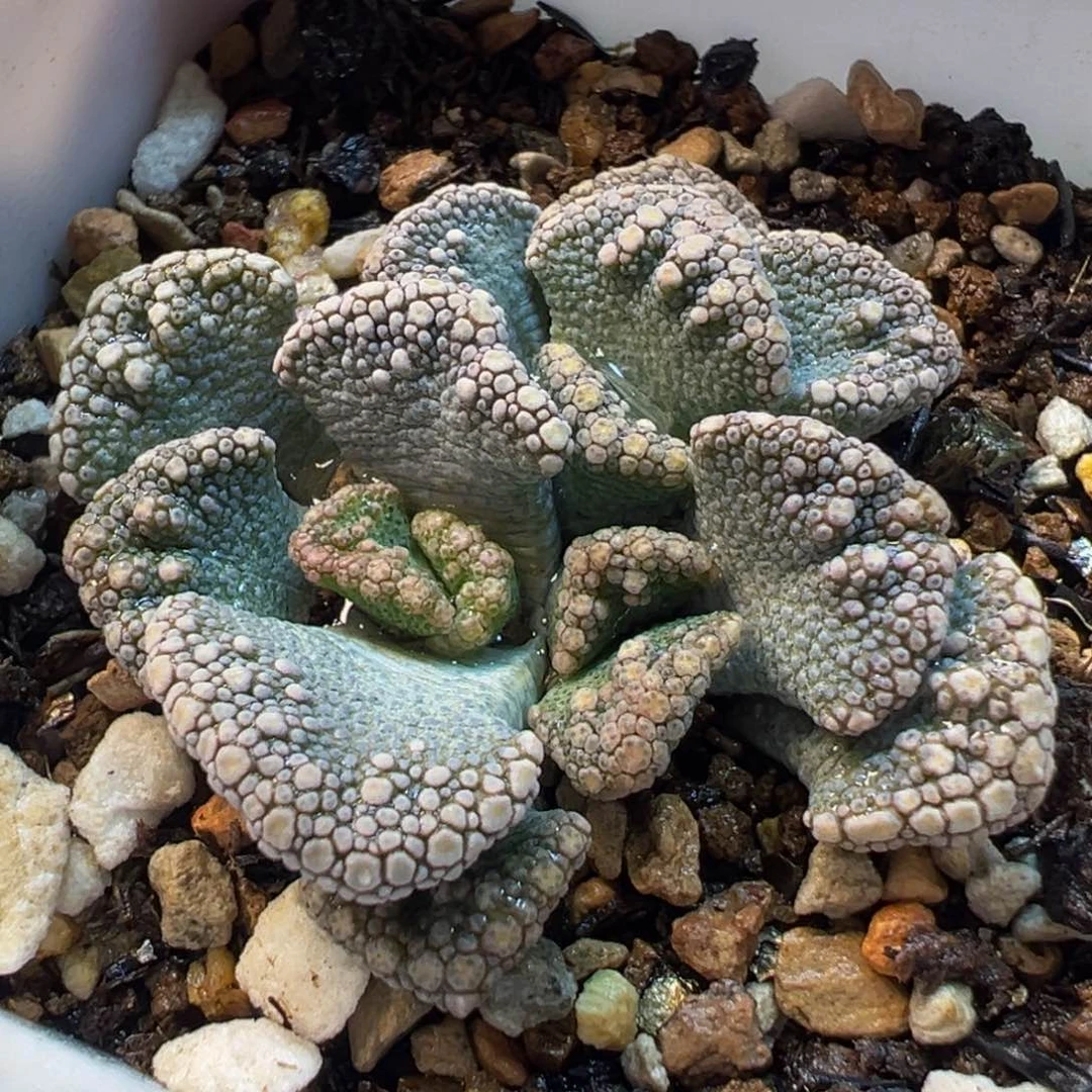 014多肉植物种类多样