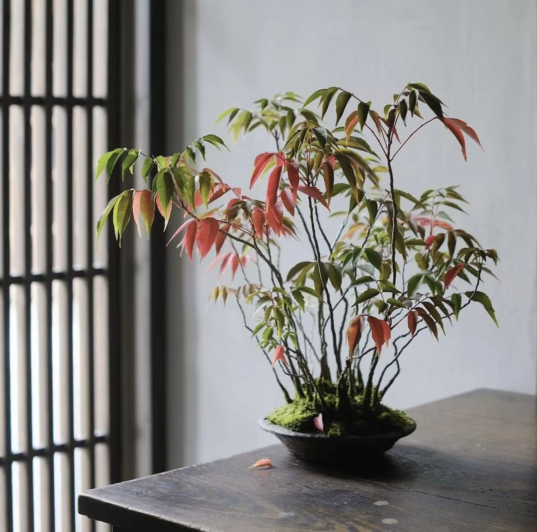 日本山野草合植山野草直播专用（一物一拍，请勿乱拍！）