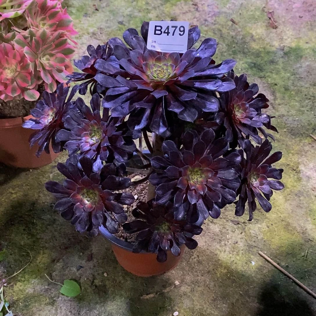 风**下黑铜壶中班多肉479