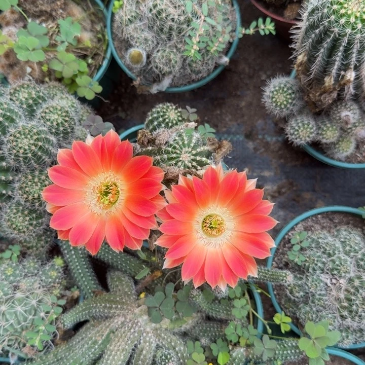 仙人球仙人掌群生1022