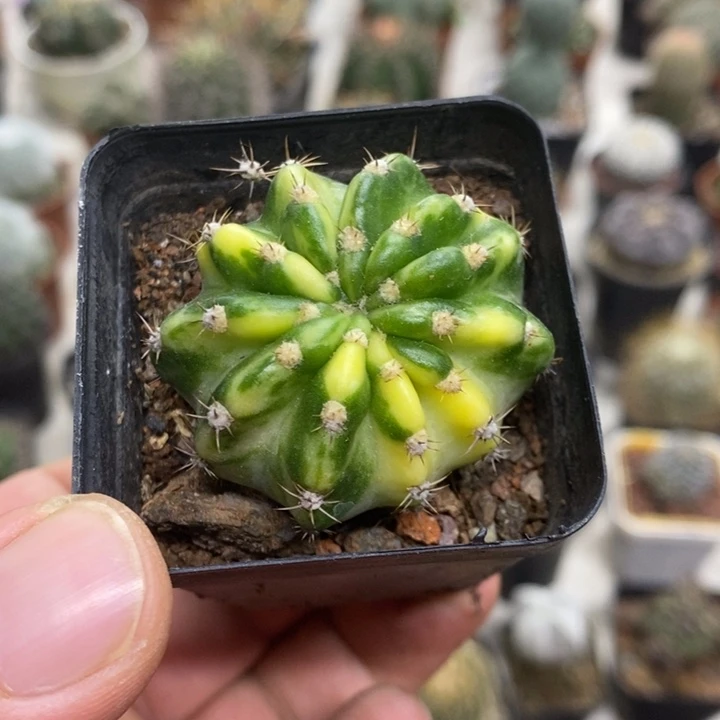 大豪丸锦特价福利特价