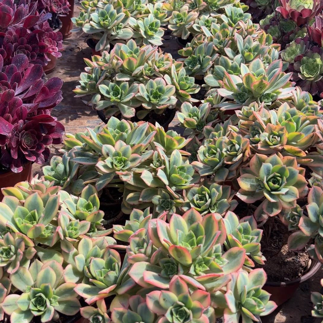 星爆木质老桩9.9法师多肉