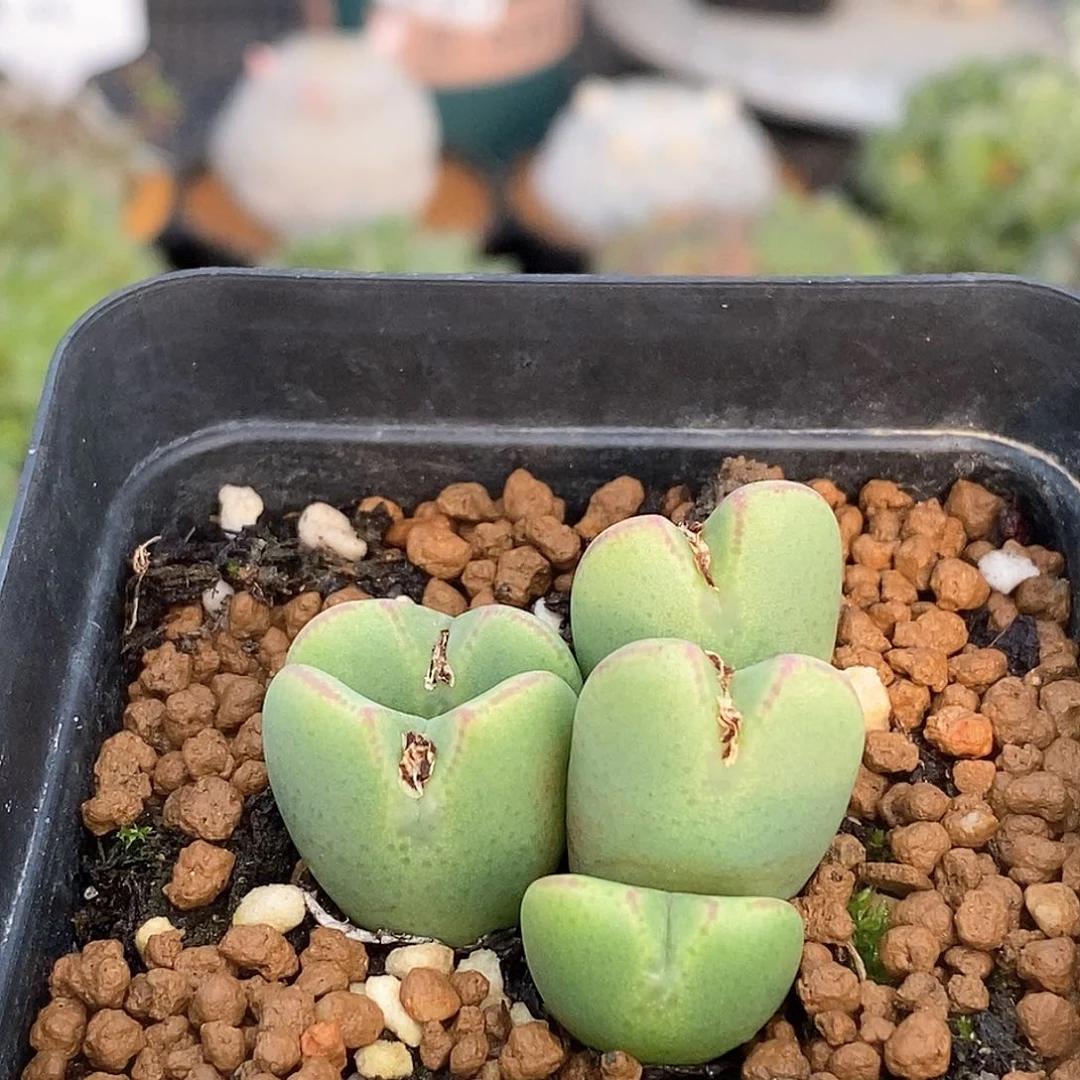 863 少将带盆土 9.9包邮